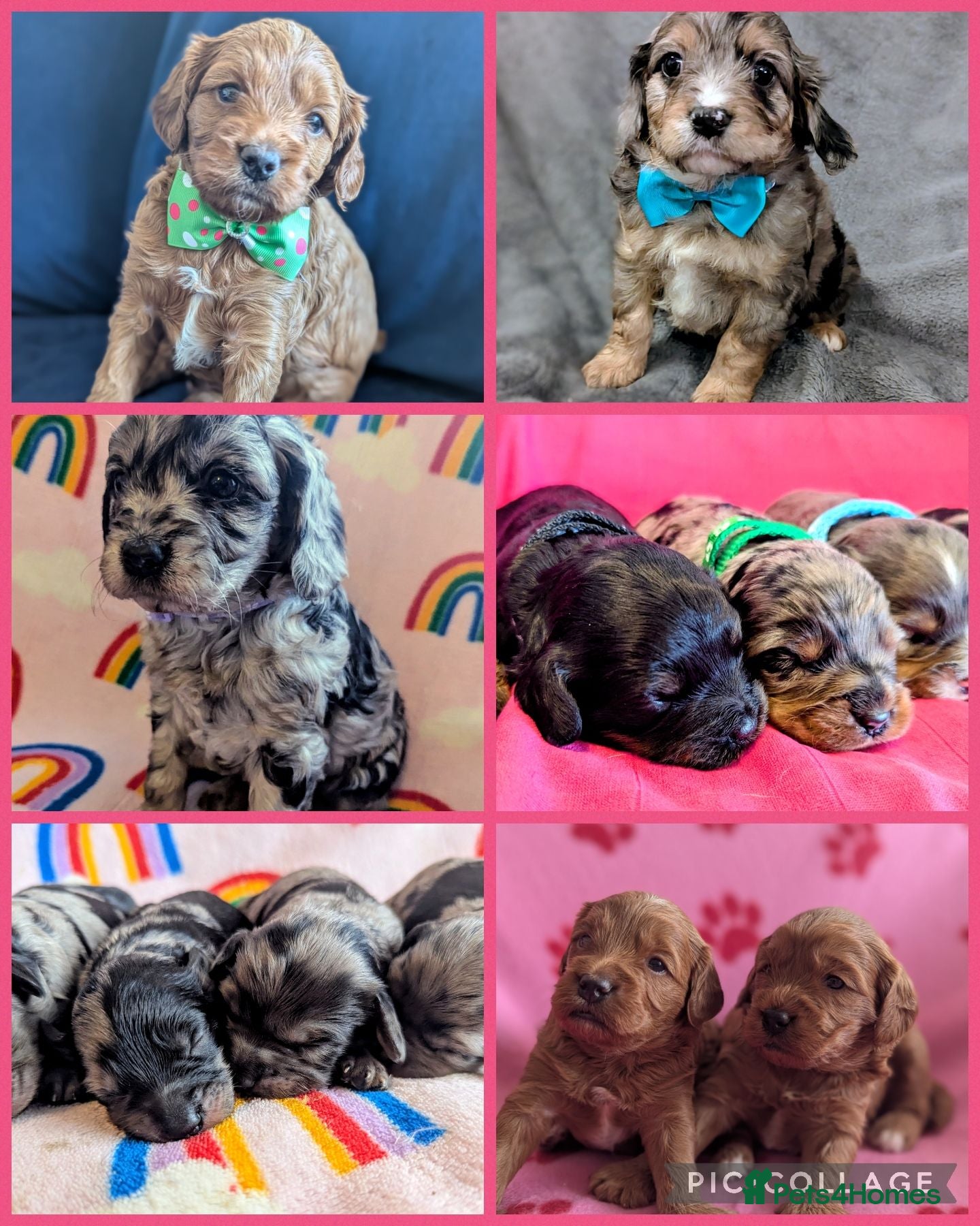 Cavapoo dogs Autumn Waiting list - DNA health tested Cavapoos - Advert 1