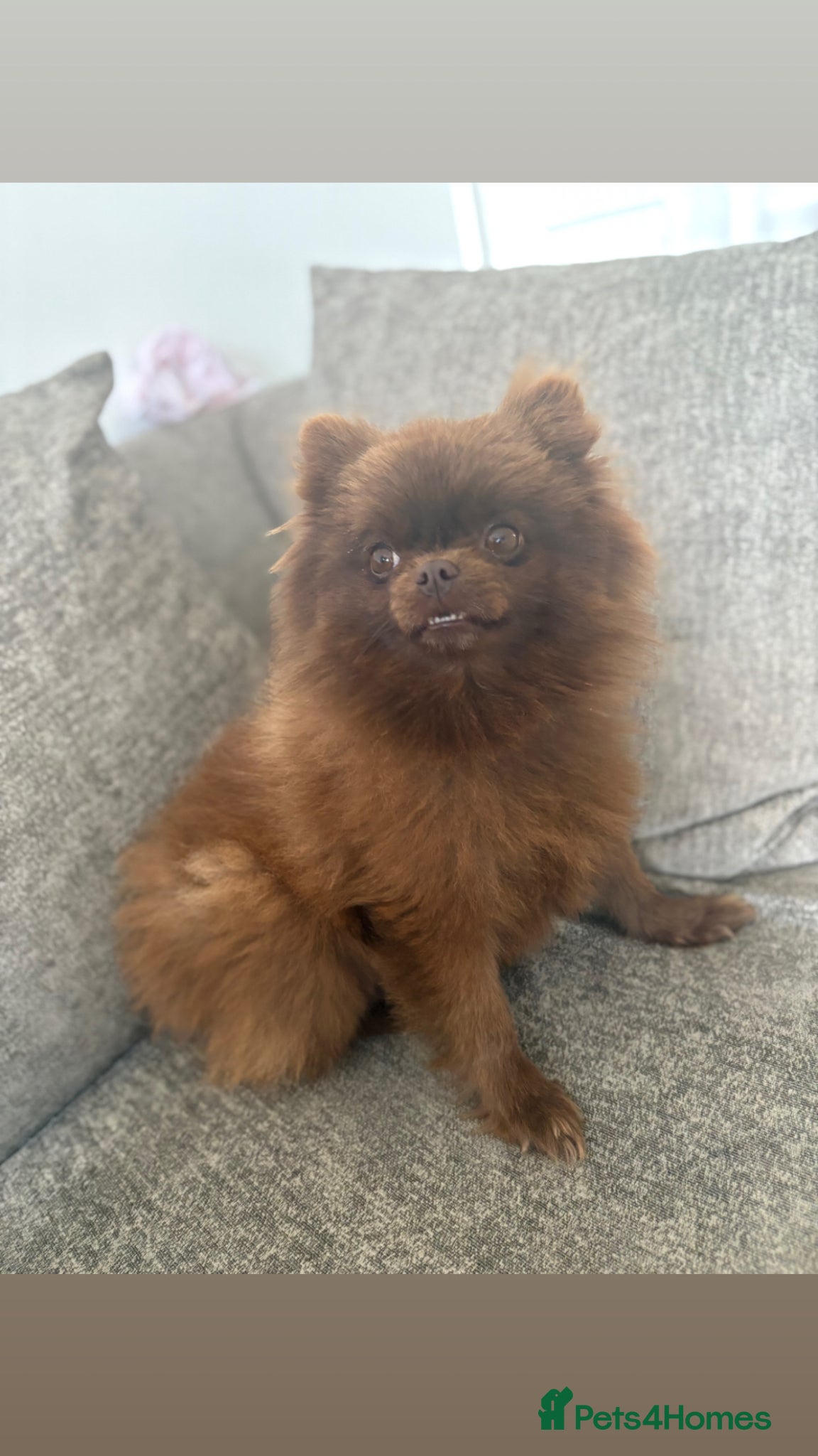 Pomeranian dogs Female  **  Pomeranian  - Advert 7