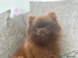 Pomeranian dogs Female ** Pomeranian - Advert 7