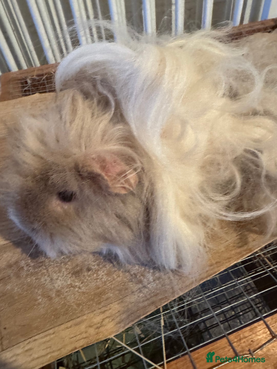 Guinea Pig rodents for sale: **FREE** Purebred Longhaired sows  - Image 14