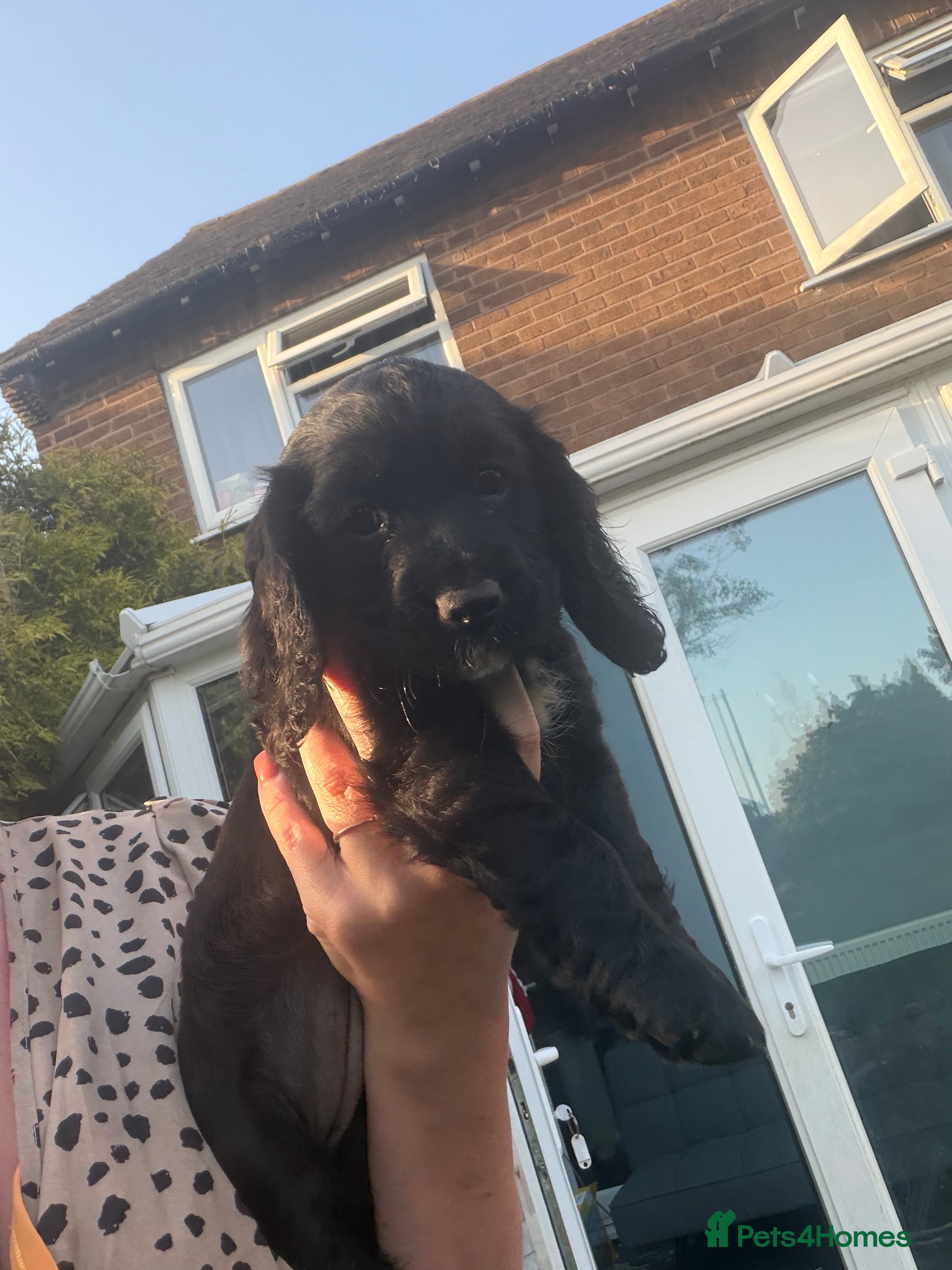 Cocker Spaniel dogs for sale: Last little girl  - Advert 4