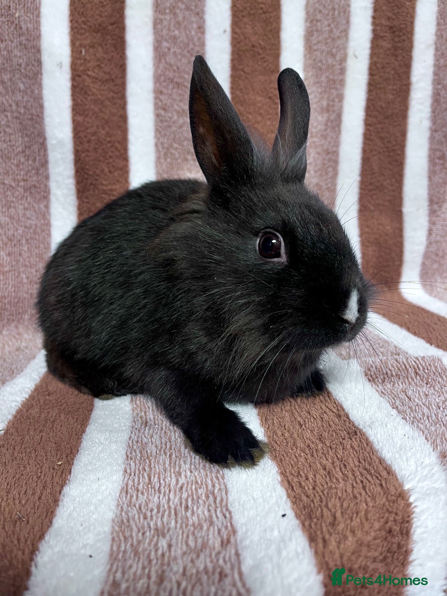 Lionhead rabbits for sale: Young female Lionhead cross  - Advert 10
