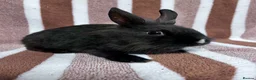 Lionhead rabbits for sale: Young female Lionhead cross  - Advert 1