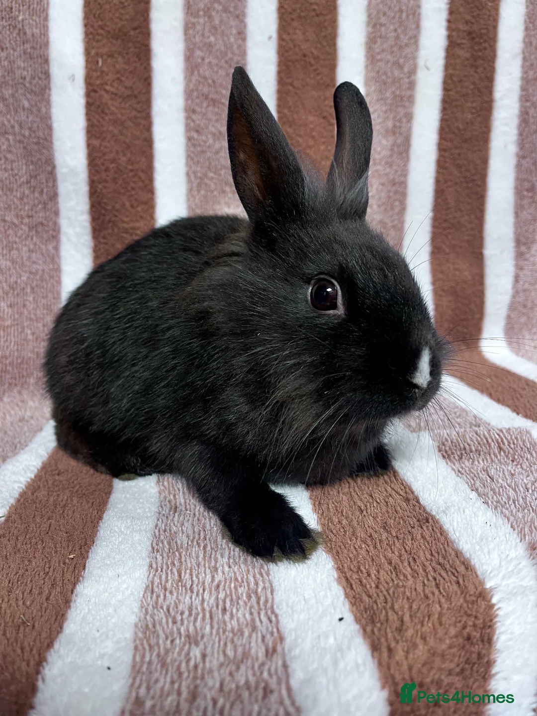Lionhead rabbits for sale: Young female Lionhead cross  - Advert 1