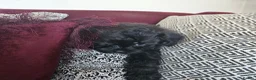 Shihpoo dogs for sale: Shiphoo puppies in Devon - Advert 3