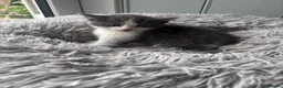 Mixed Breed cats for sale: Beautiful kittens ready now  - Advert 12