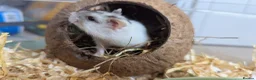 Hamster rodents for sale: Female Russian Hamster and Full Set Up  in Grimsby - Advert 2