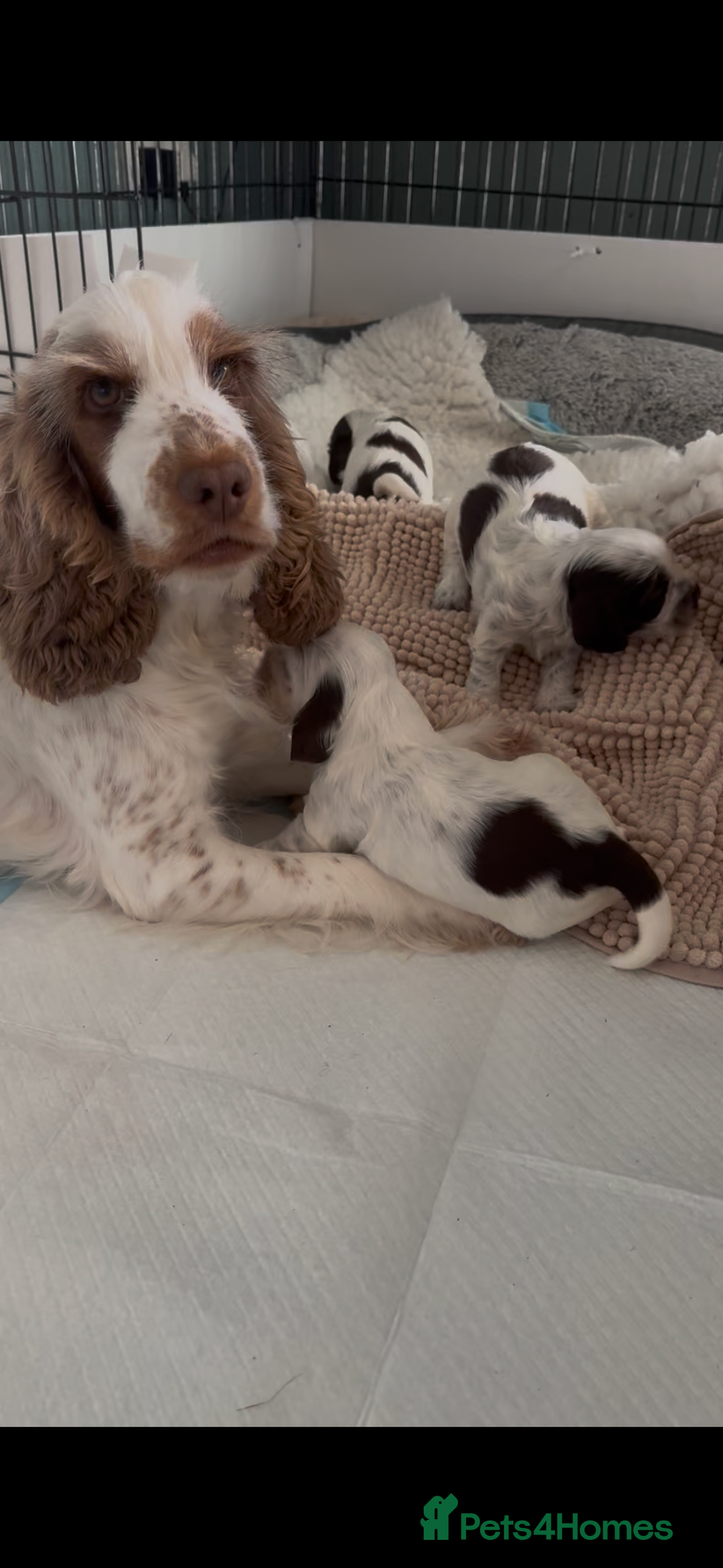 Cocker Spaniel dogs for sale: Two Exceptional girl English Show Cockers - Advert 5