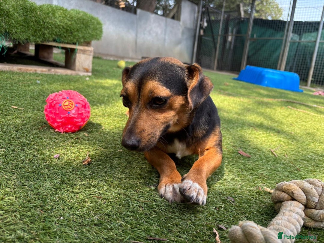 Mixed Breed dogs for sale: Meet Frankie 🌭🐾 - Image 5