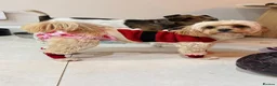 Cavapoochon dogs for sale: Cavapoochons fully health tested parents  - Advert 12