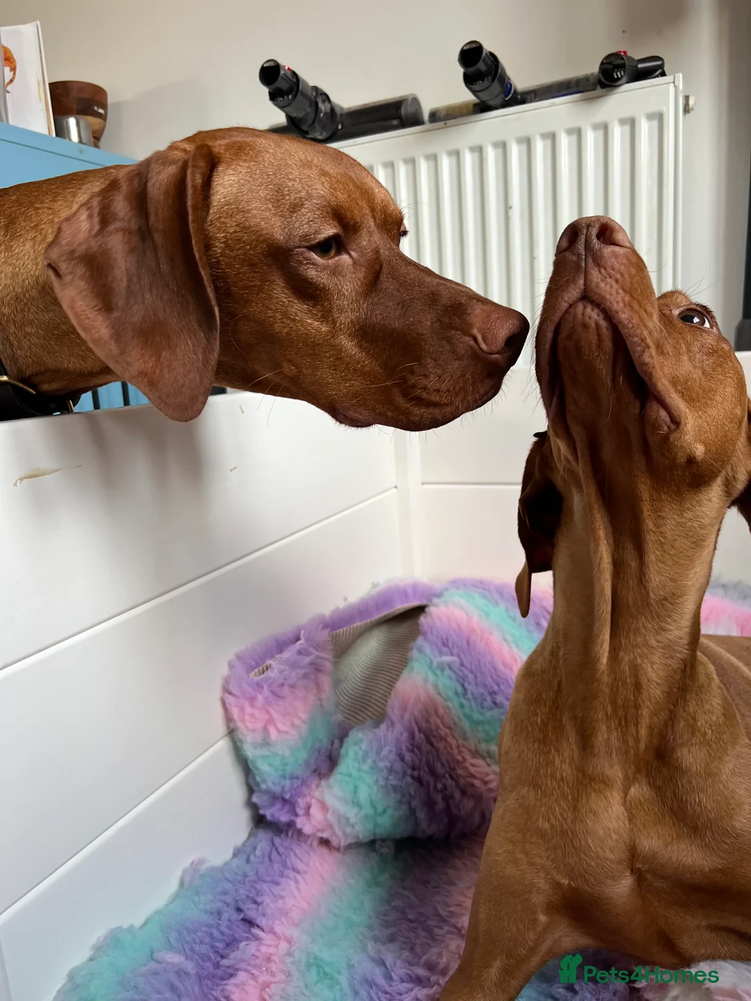 Hungarian Vizsla dogs for stud: Quality stud boy  - Advert 5