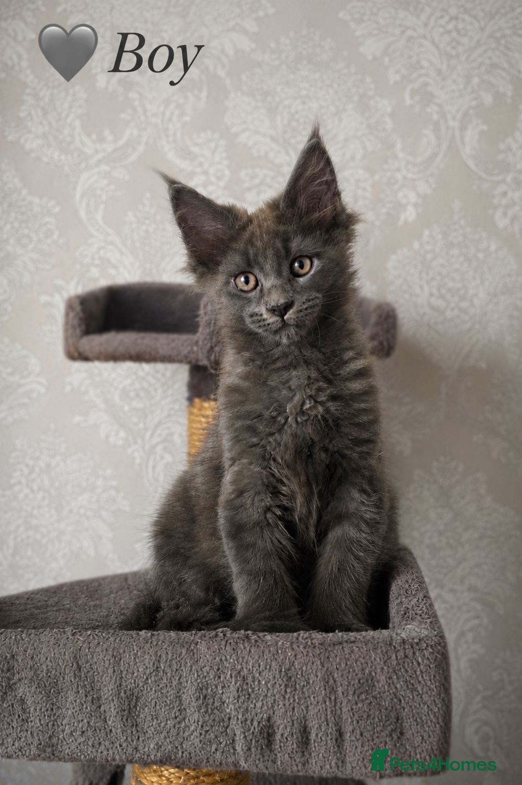 Maine Coon cats ❤️ Little Gentle Giants 🐾 - Advert 1