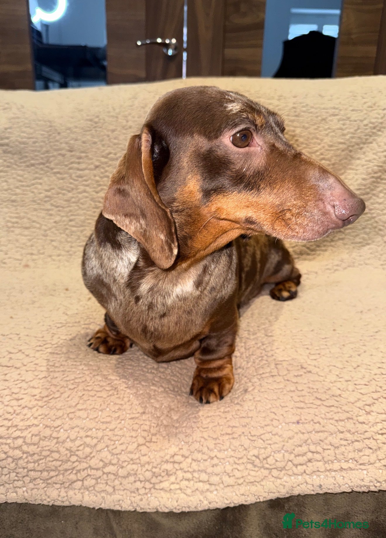 Miniature Dachshund dogs 💙Meet Archie, Our KC Chocolate Dapple boy 💙 - Advert 1