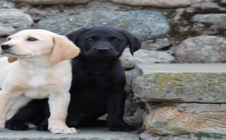Labrador Retriever dogs - Advert 3