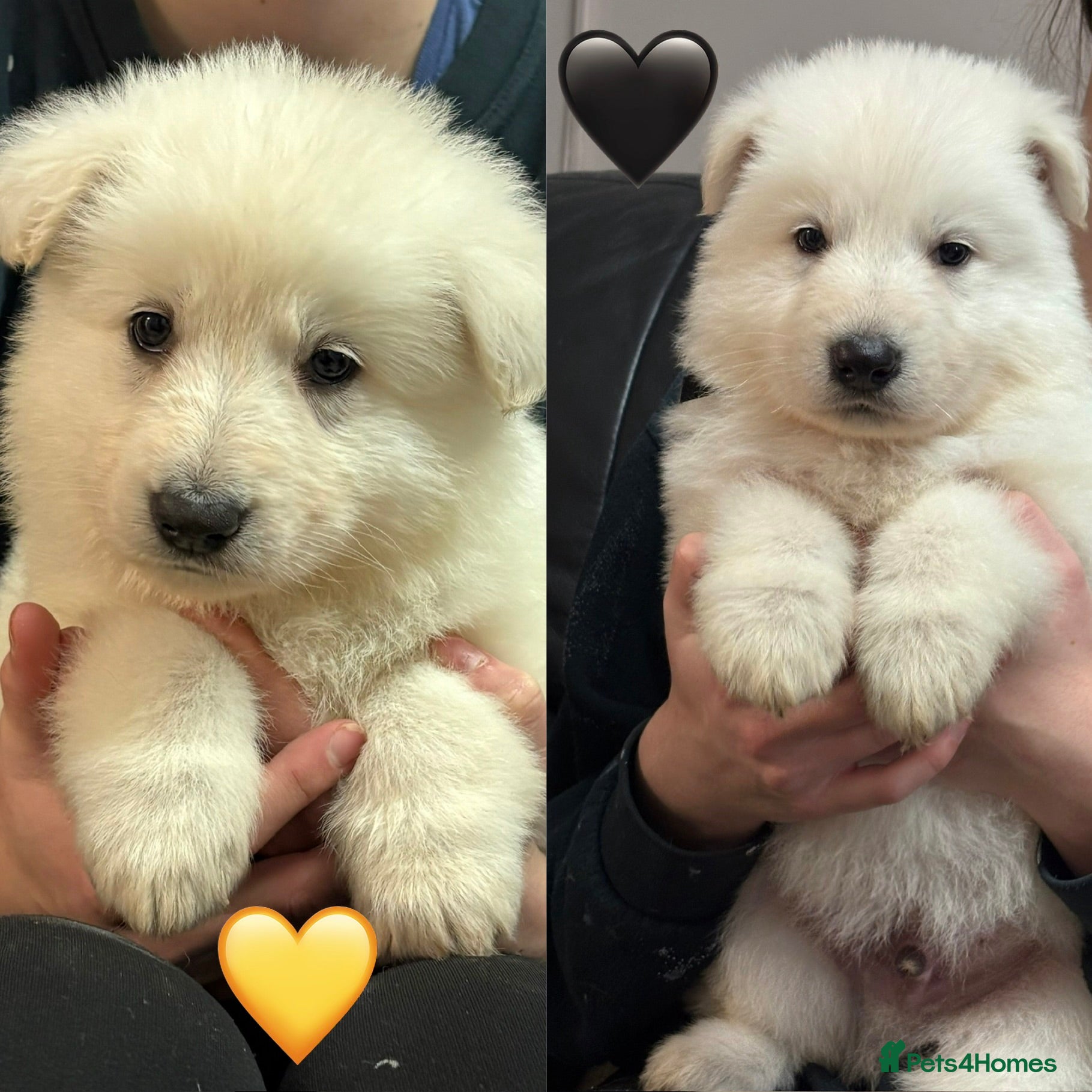 Mixed Breed dogs KC White Swiss Shepherd X KC German Shepherd Pups - Advert 15