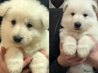 Mixed Breed dogs KC White Swiss Shepherd X KC German Shepherd Pups - Advert 15