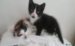 Mixed Breed cats for sale: Adorable kittens looking for caring homes  - Image 5
