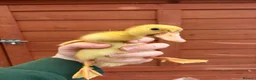 Ducks poultry for sale: Indian Runner Ducklings  - Advert 5