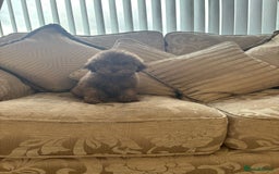 Toy Poodle dogs for sale:  Reduced ! chocolate teddy bear faced poodle pups  - Image 10