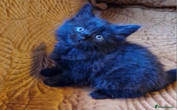 Domestic Shorthair cats for sale: Adorable Kittens Ready for Their Forever Homes - Advert 14