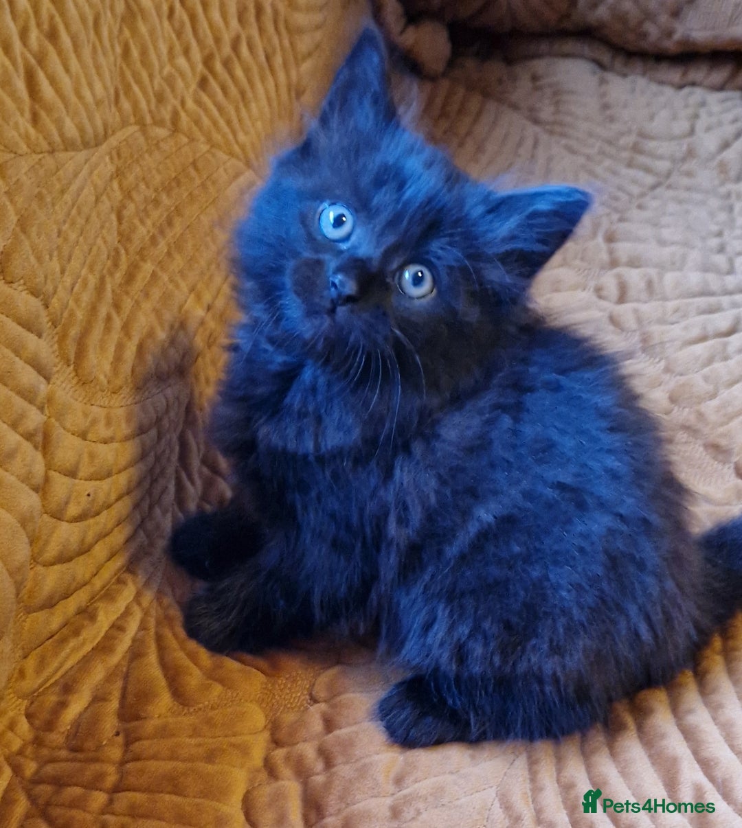 Domestic Shorthair cats for sale: Adorable Kittens Ready for Their Forever Homes - Advert 14