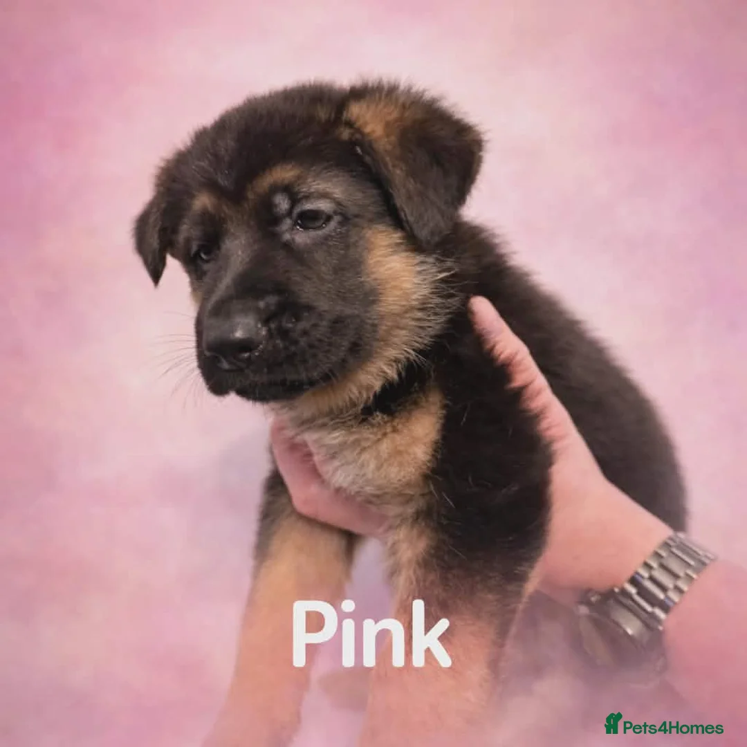 German Shepherd dogs for sale: Beautiful German Shepherd Puppies - Advert 2