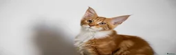 Maine Coon cats for sale: 5 Beautiful Russian Import Kittens TICA - Advert 17