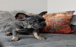 French Bulldog dogs for sale: KC registered ready to go french bulldog puppies  - Image 3