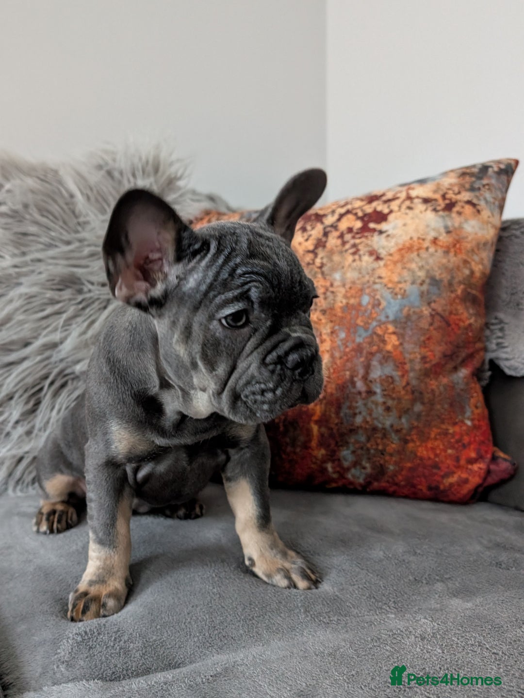 French Bulldog dogs for sale: KC registered ready to go french bulldog puppies  - Image 3