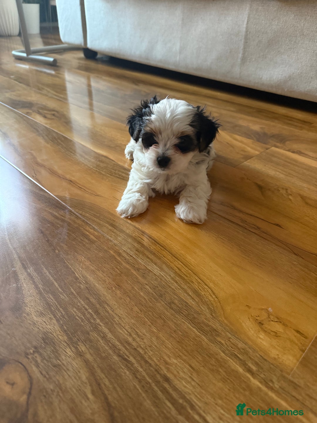 Biewer Terrier dogs for sale: 1 Beautiful Boy Available!!! - Advert 20