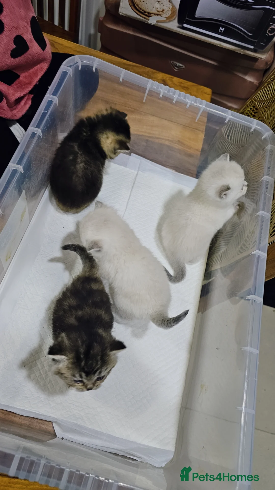 British Shorthair cats for sale: British short hair kittens  - Advert 10