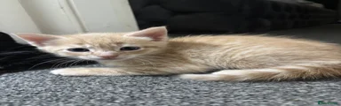 Kitten 3