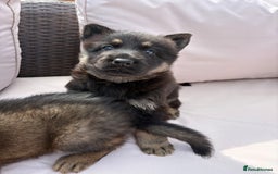 German Shepherd dogs for sale: Stunning German shepherd puppies  - Image 2