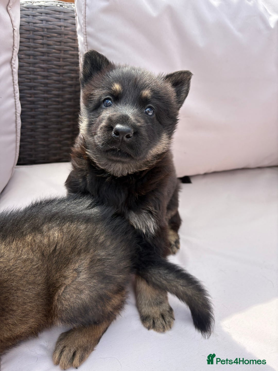 German Shepherd dogs for sale: Stunning German shepherd puppies  - Image 2
