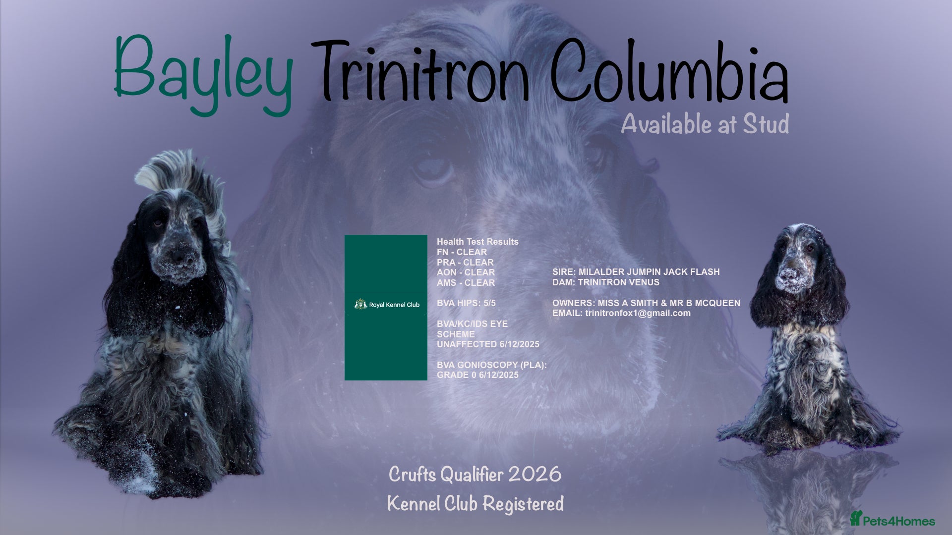 Cocker Spaniel dogs Stud Dog Available – First Mating Free - Advert 7