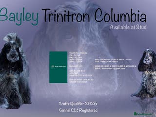 Cocker Spaniel dogs Stud Dog Available – First Mating Free - Advert 7