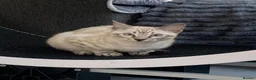 Bengal cats for sale: Snow boy now available  - Advert 3