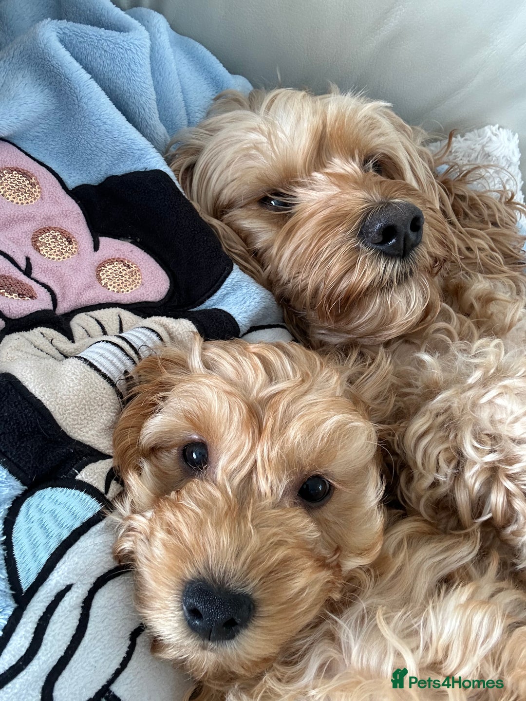 Cockapoo dogs for sale: F2b Cockapoos  in Ebbw Vale - Image 13