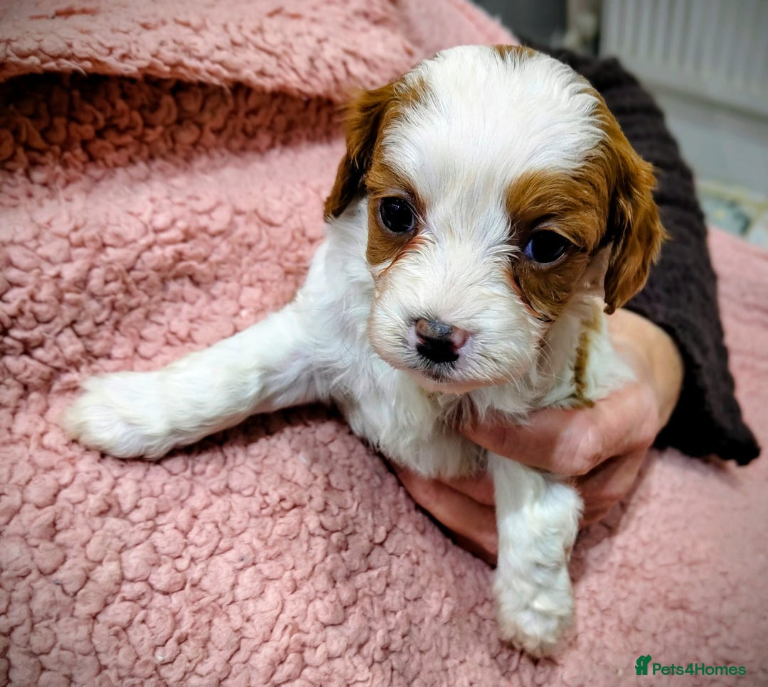 Cavapoo dogs for sale: Amazing quality cavapo litter  - Advert 13