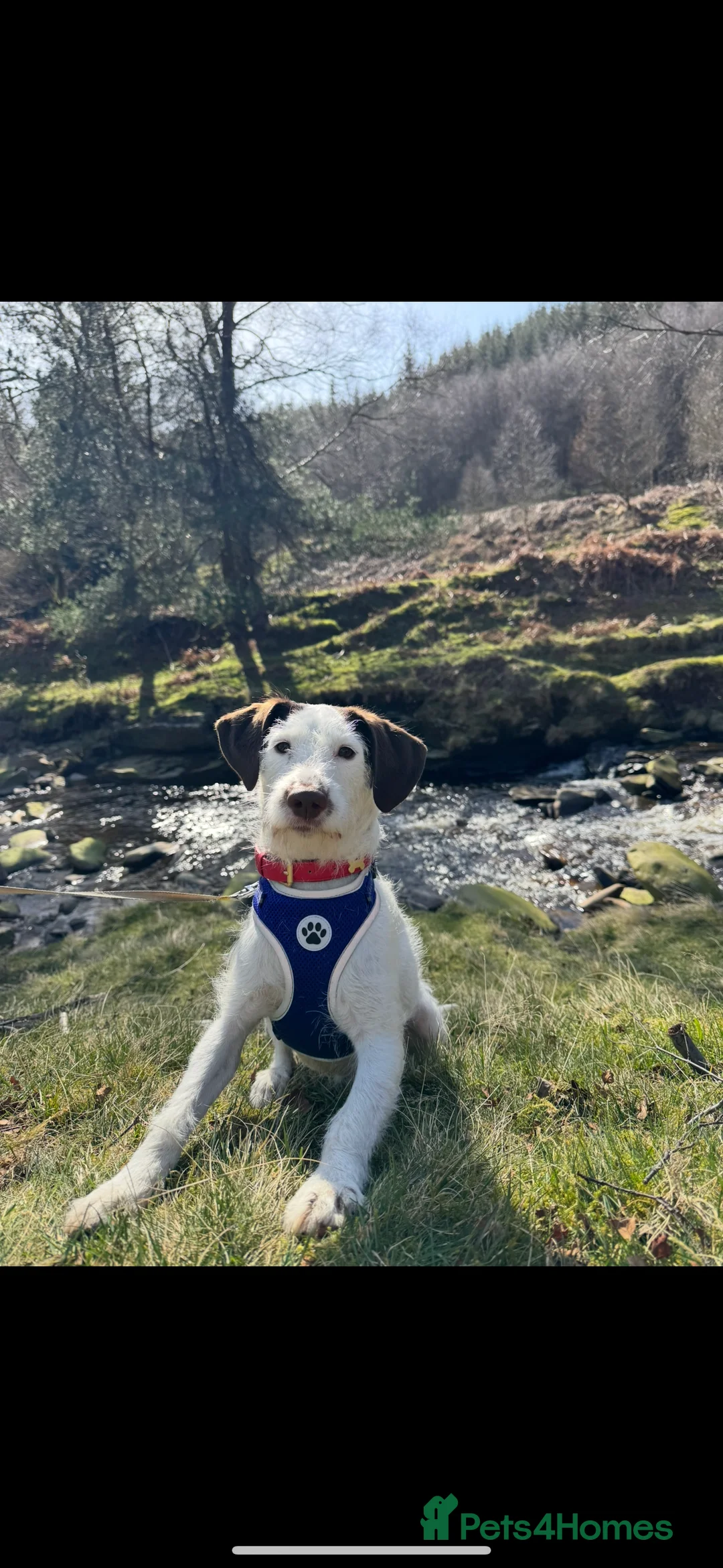 Mixed Breed dogs for sale: Beautiful boy needs a new home - Advert 7