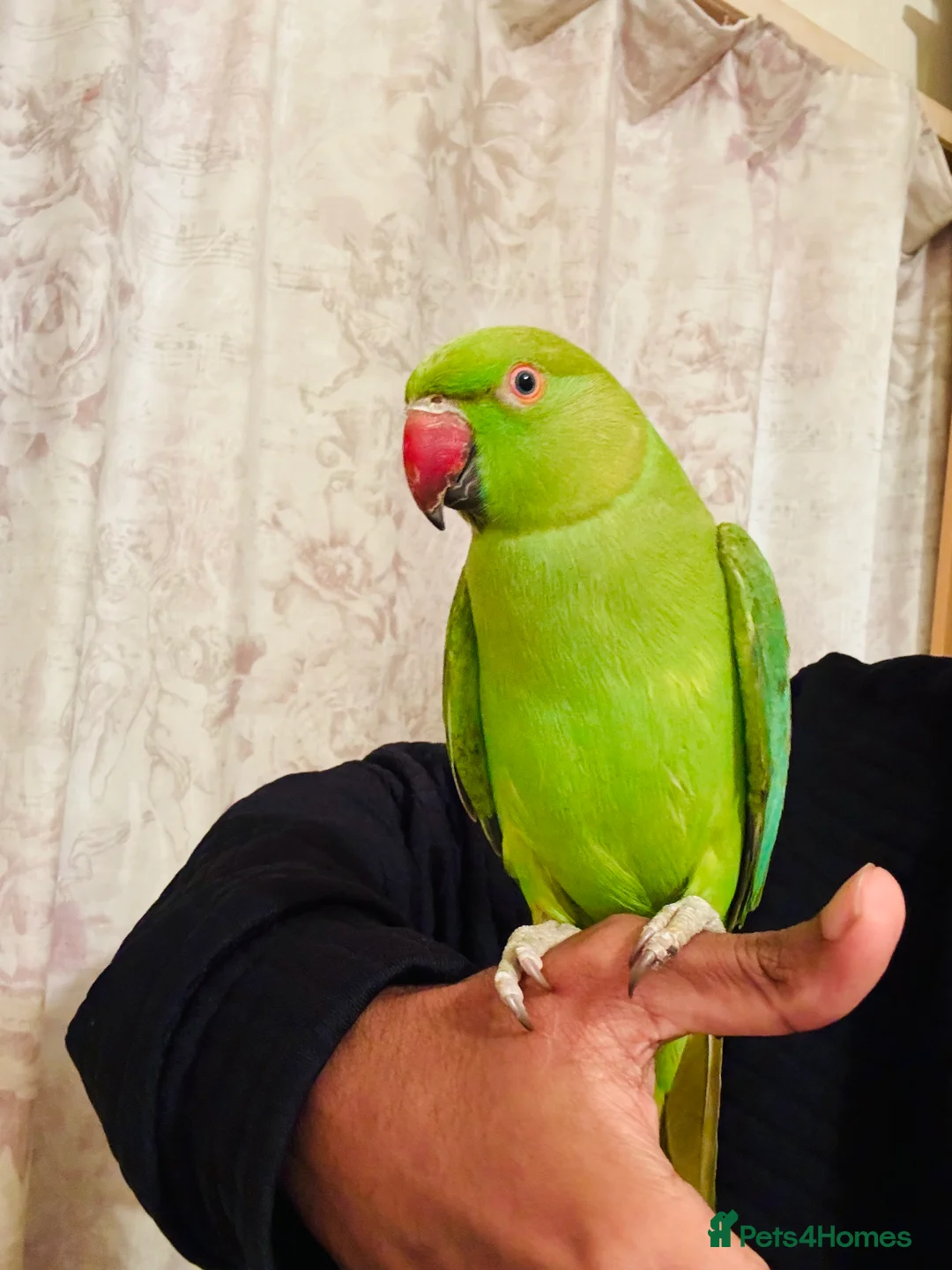 Ringnecks birds for sale: Hand Tamed/Untame Gorgeous Ringneck for Sale - Advert 2