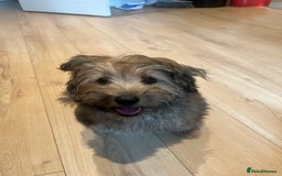 Mixed Breed dogs for sale: Rollo pollo  - Image 5