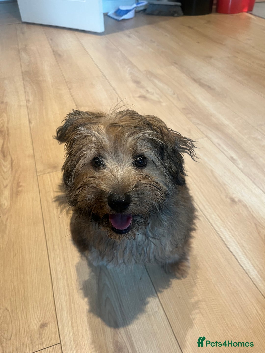 Mixed Breed dogs for sale: Rollo pollo  - Image 5