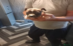 Staffordshire Bull Terrier dogs for sale: Blue and brindle staffy puppies  - Image 3