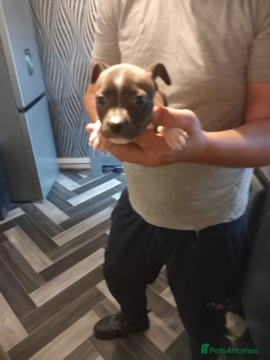 Staffordshire Bull Terrier dogs for sale: Blue and brindle staffy puppies  - Image 3