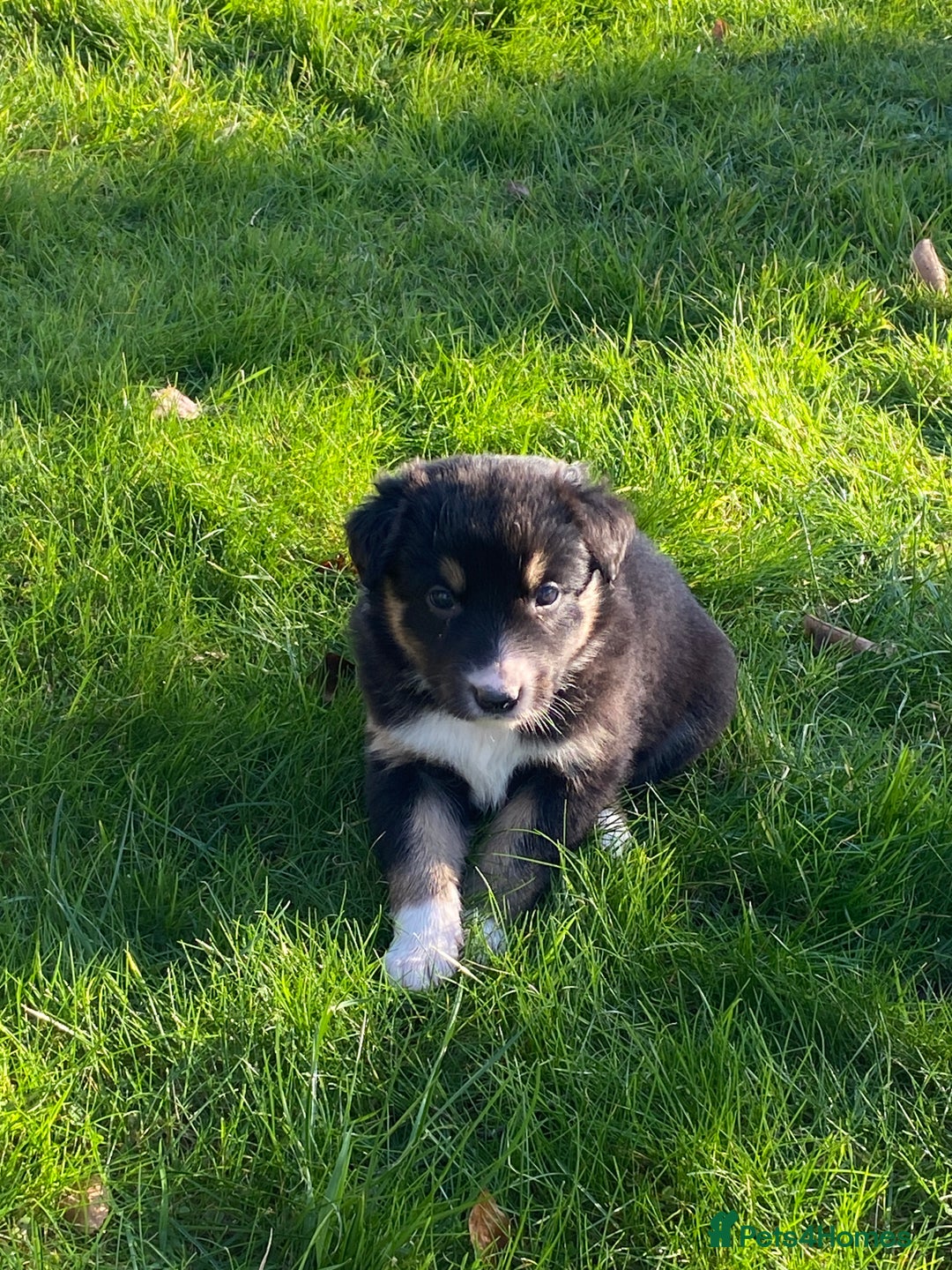 Mixed Breed dogs for sale: Beautiful Welsh Collie x Border Collie Puppies - Advert 15