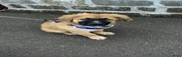 Mixed Breed dogs for sale: Rare Highland Sheppard Puppies Alabai Cross  - Advert 5