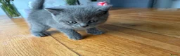British Shorthair cats for sale: Beautiful British shorthair blue kittens - Advert 12