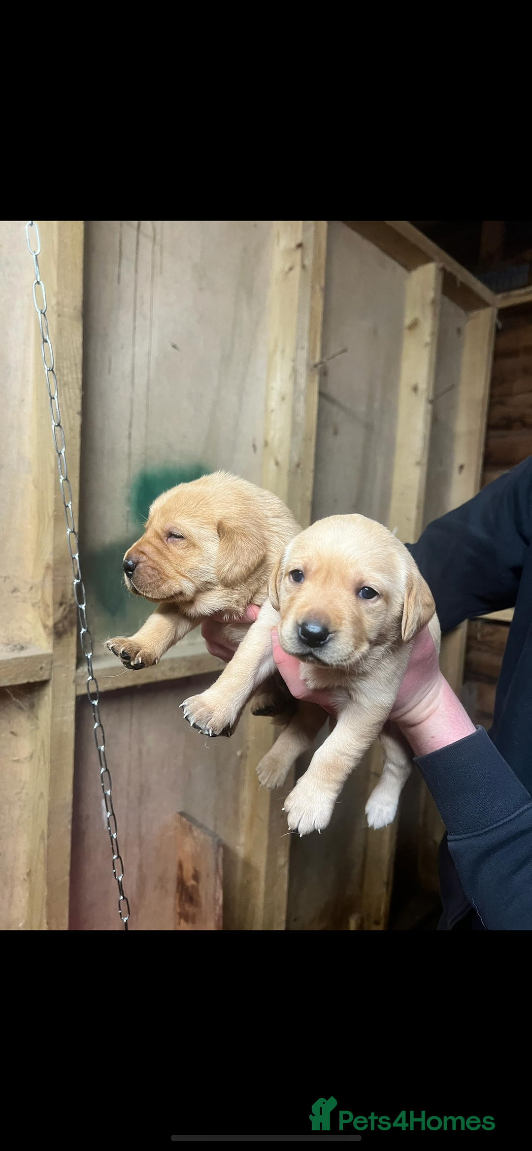 Labrador Retriever dogs for sale: Gorgeous KC registered Labrador puppies 🤩 - Advert 9