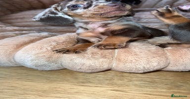 Miniature Dachshund dogs - Advert 1